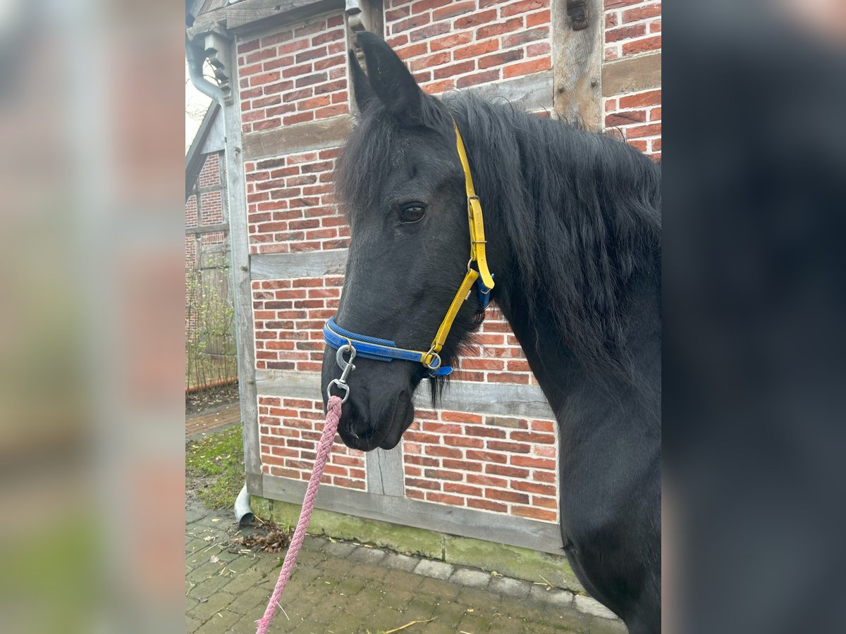 Fries paard Merrie 15 Jaar 162 cm Zwart in Badbergen