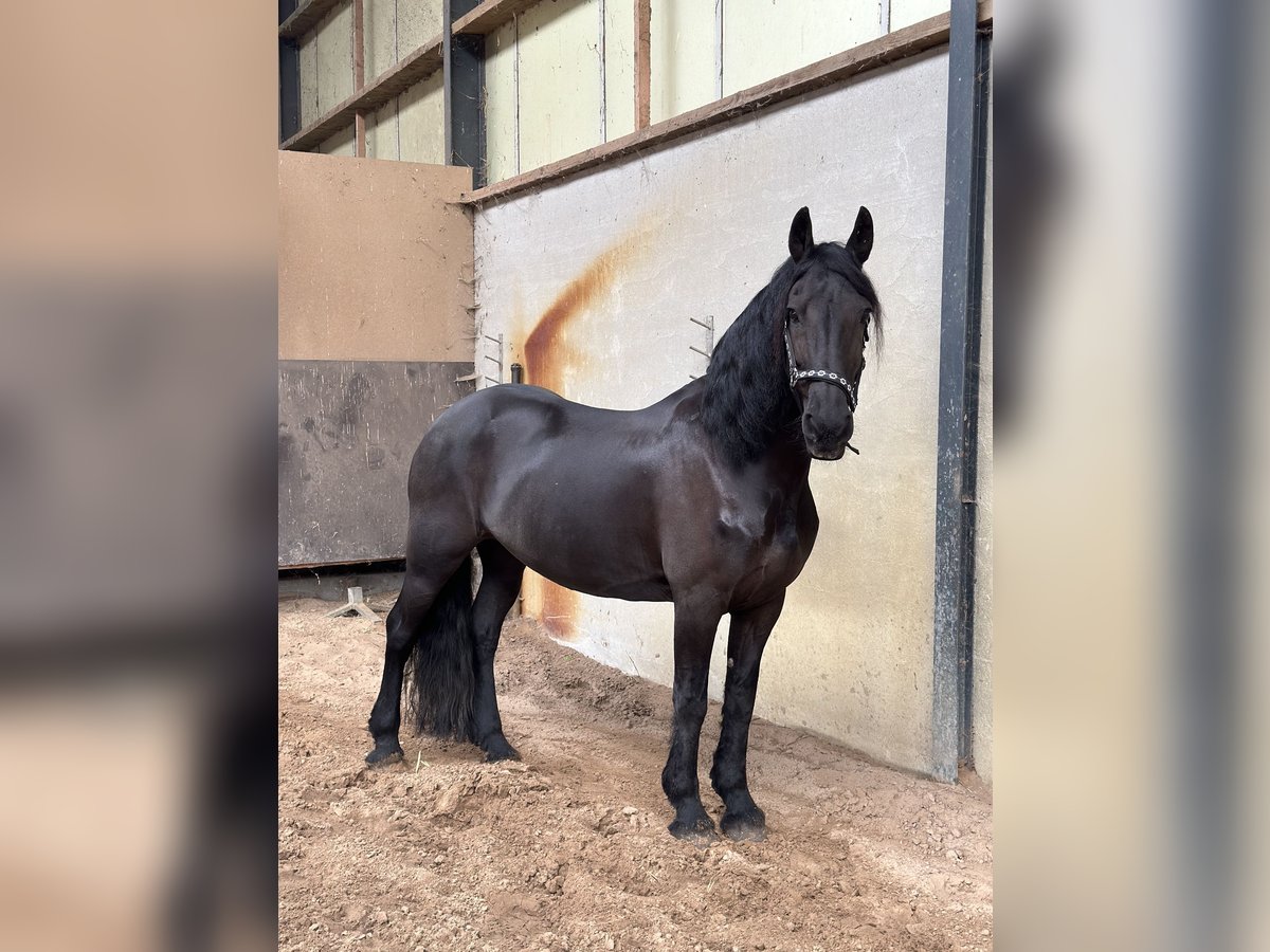 Fries paard Merrie 15 Jaar 163 cm Zwart in Breda