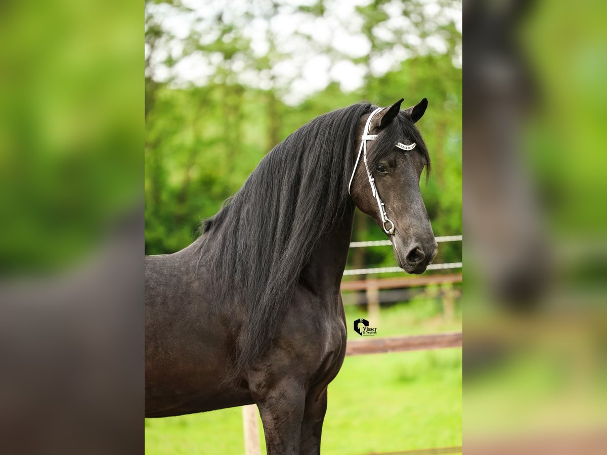 Fries paard Merrie 15 Jaar 164 cm in Drachten