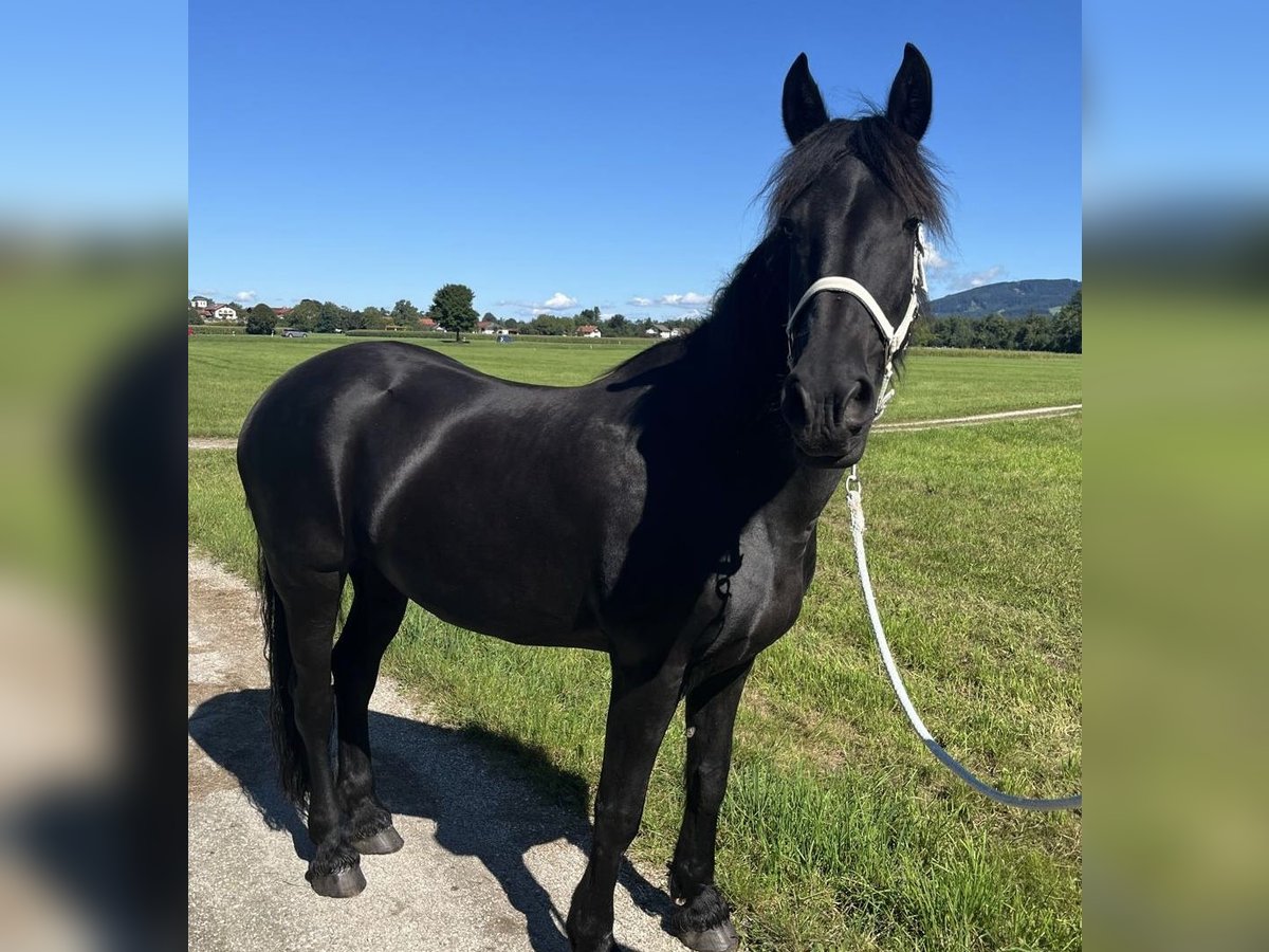 Fries paard Mix Merrie 15 Jaar 165 cm Zwartbruin in Freilassing