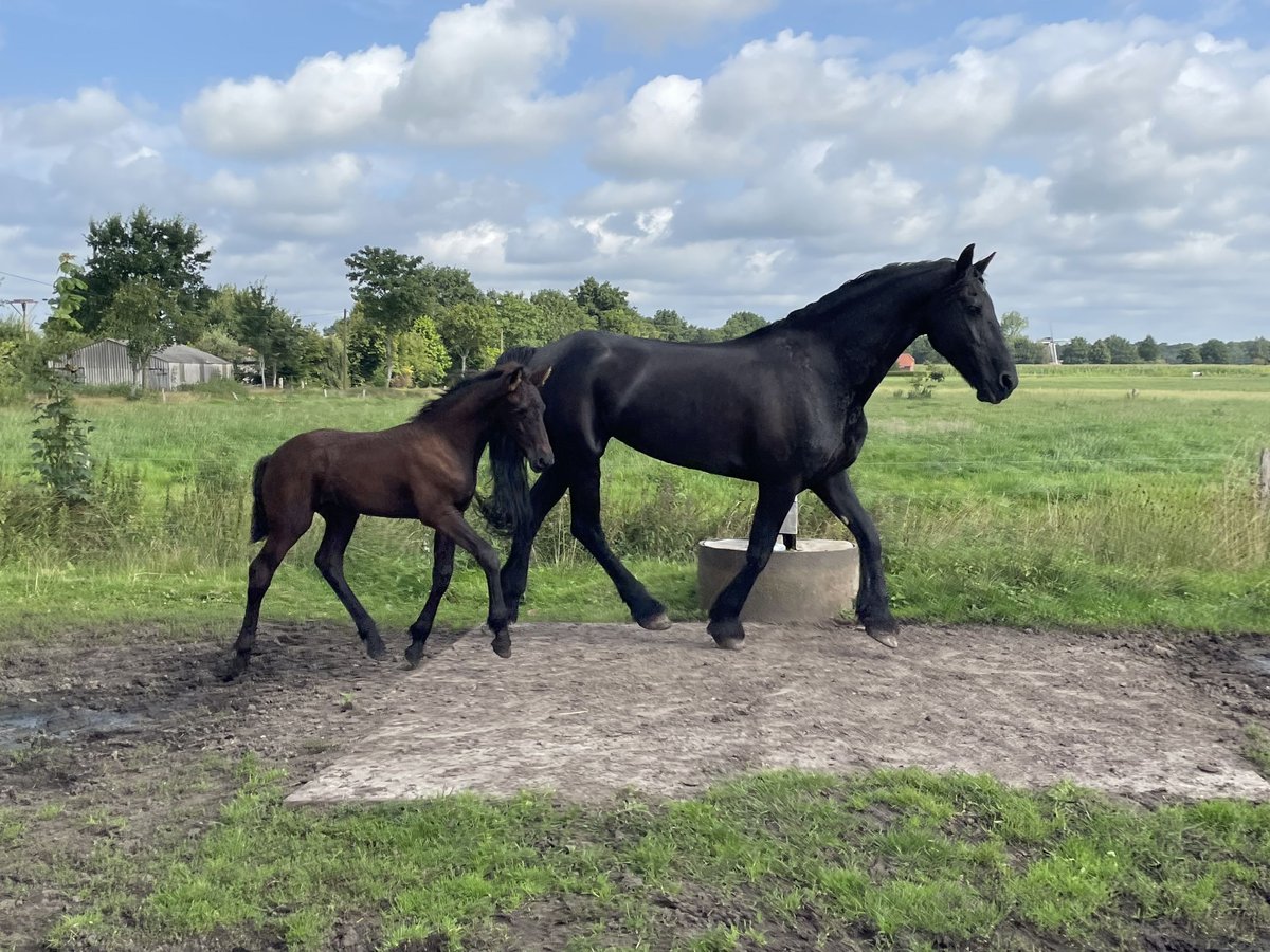 Fries paard Merrie 15 Jaar 168 cm Zwart in Ihlow