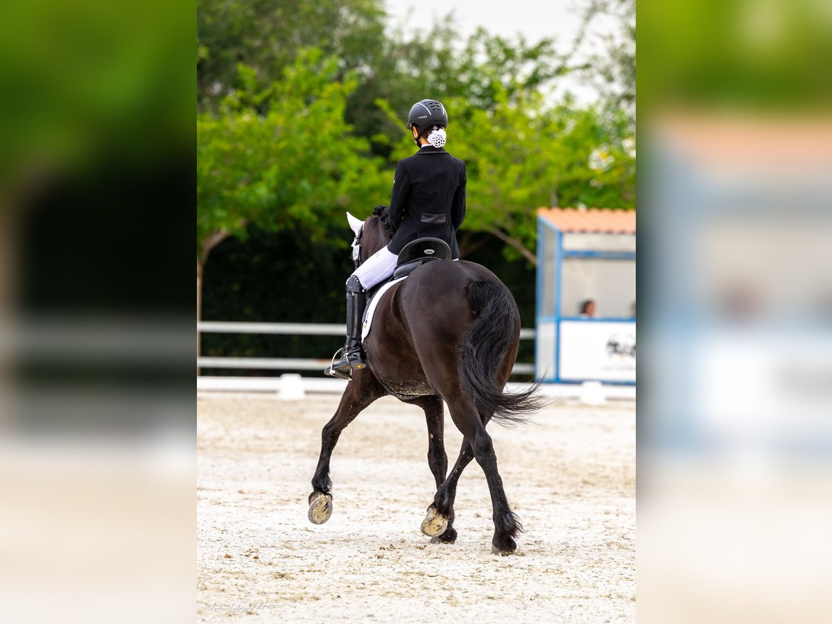 Fries paard Merrie 15 Jaar Zwart in Zaragoza