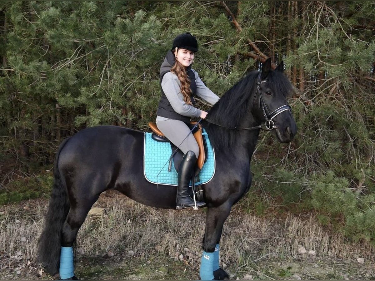 Fries paard Merrie 16 Jaar 160 cm Zwart in Schönwalde