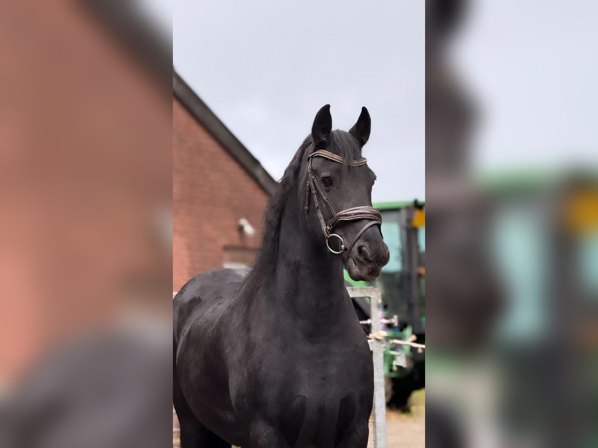 Fries paard Merrie 16 Jaar 160 cm Zwart in Coevorden