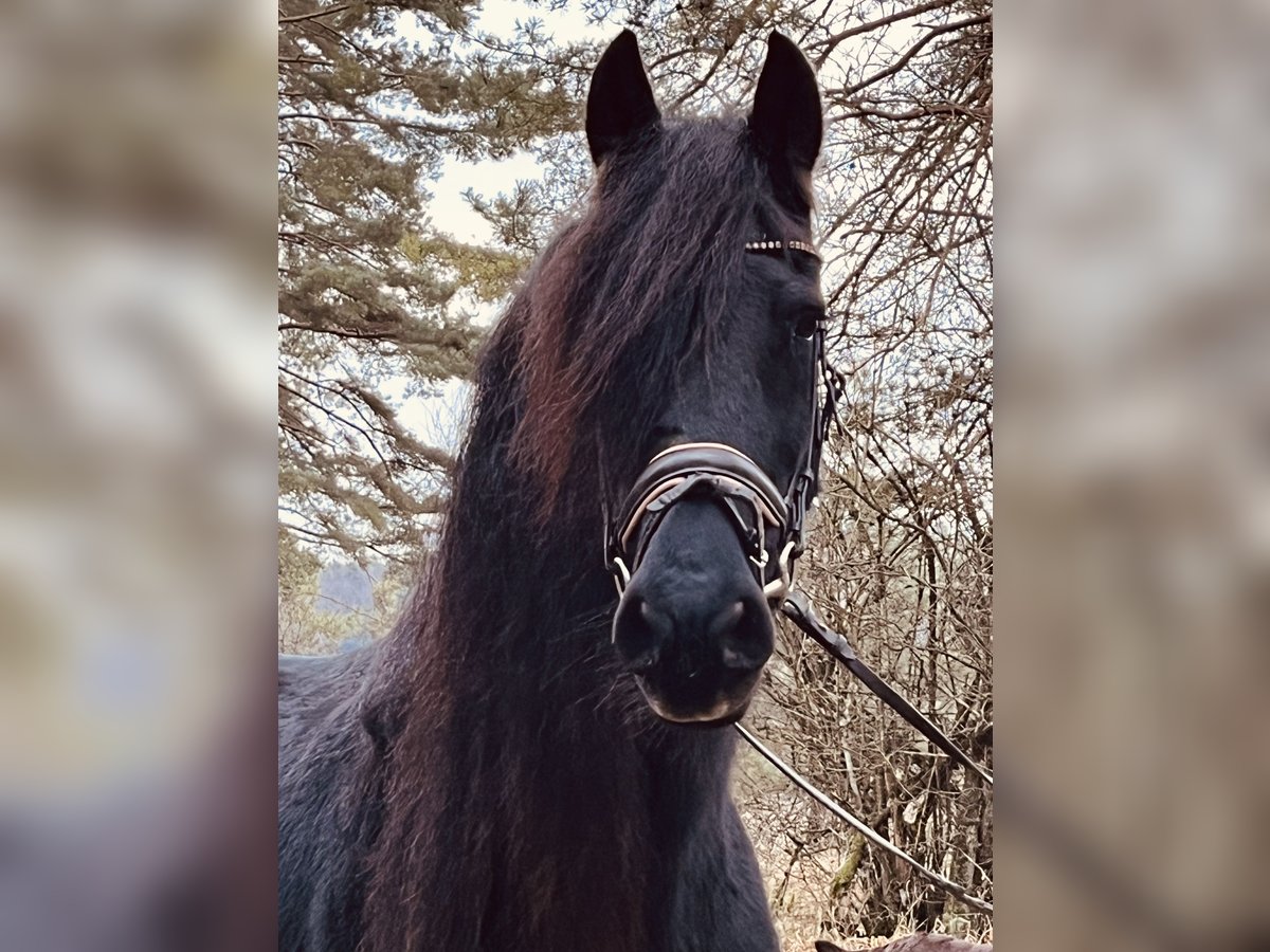 Fries paard Merrie 16 Jaar 160 cm Zwart in Ursensollen