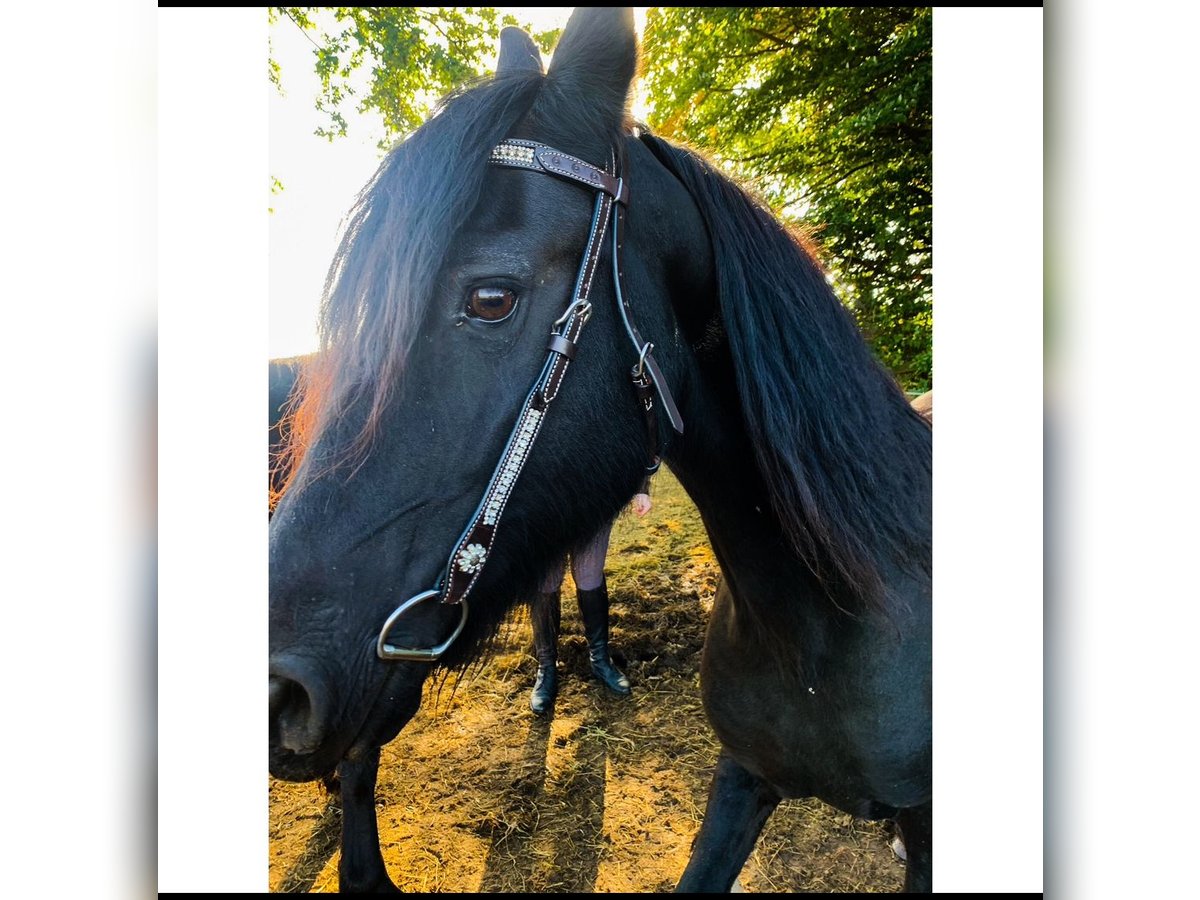 Fries paard Merrie 16 Jaar 162 cm Zwart in Damme