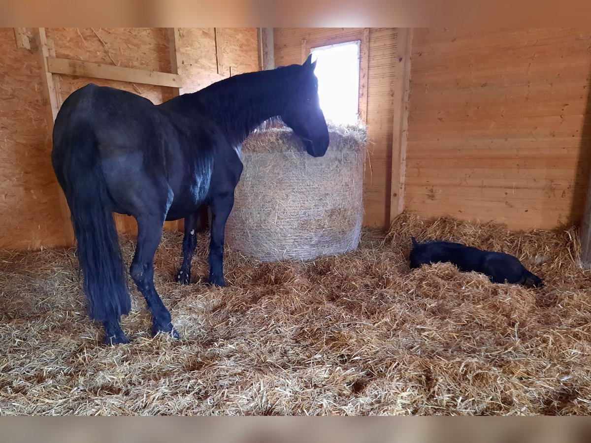 Fries paard Merrie 16 Jaar 164 cm Zwart in Apolda