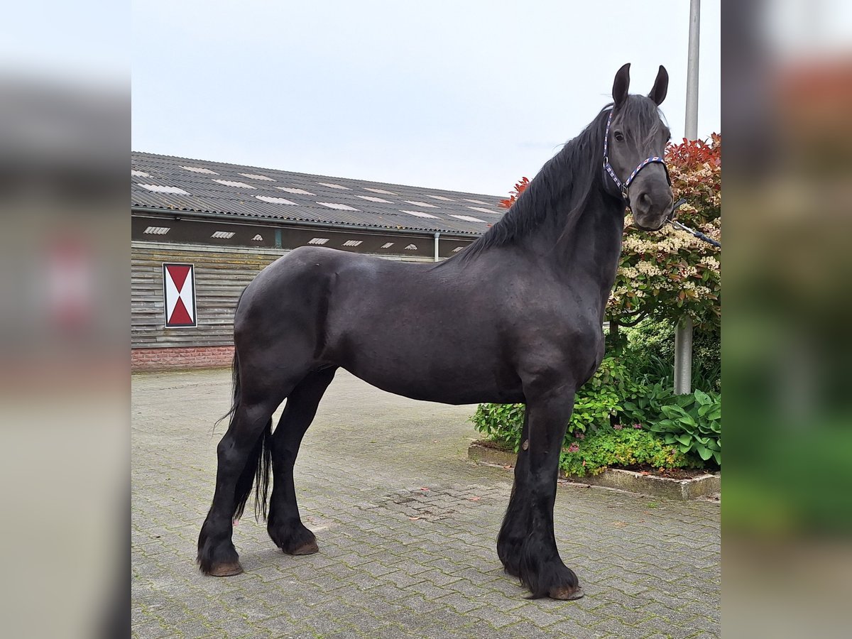 Fries paard Merrie 16 Jaar 165 cm Zwart in Dalen