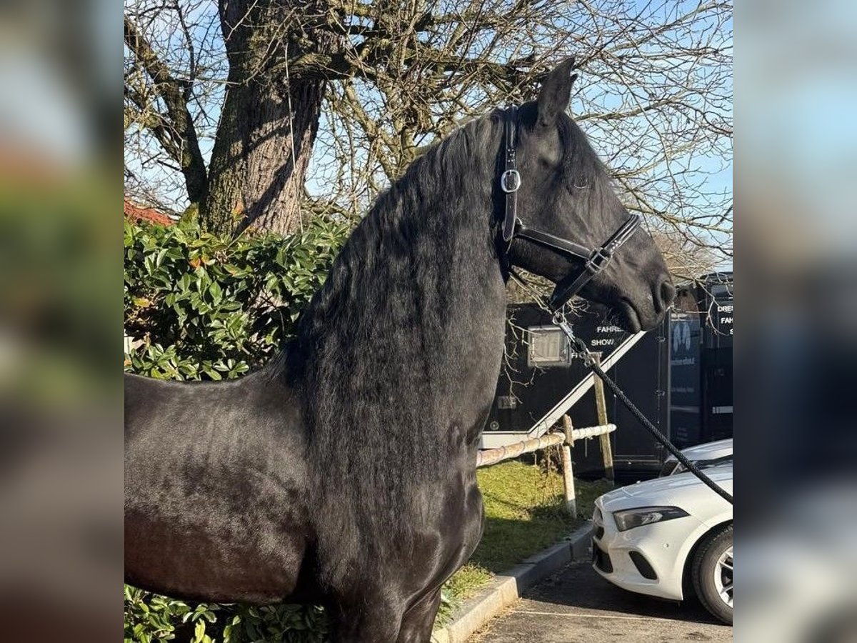 Fries paard Merrie 16 Jaar 165 cm Zwart in Strengberg