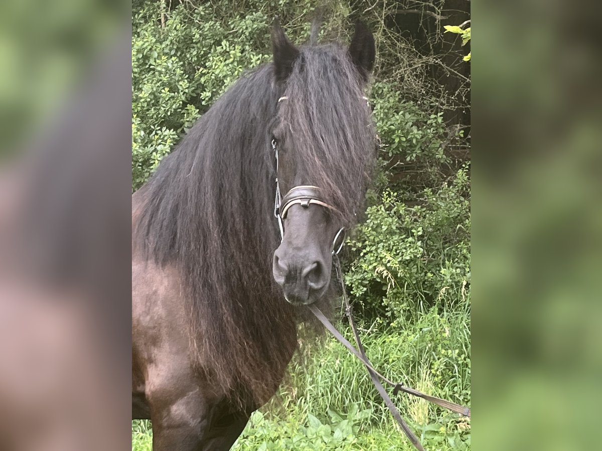 Fries paard Merrie 16 Jaar 165 cm Zwart in Ursensollen