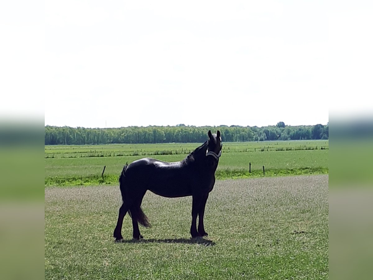 Fries paard Merrie 17 Jaar 161 cm Zwart in Makkinga