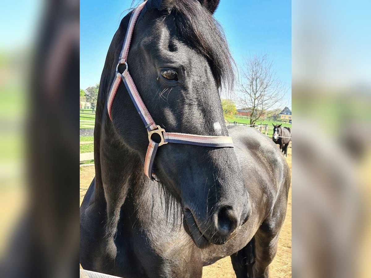 Fries paard Merrie 17 Jaar 165 cm Zwart in Düsseldorf