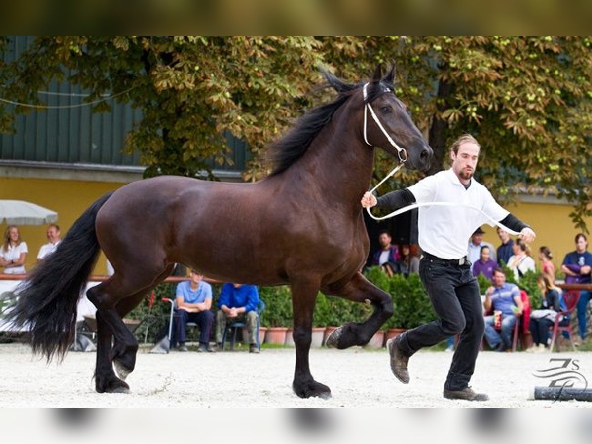 Fries paard Merrie 17 Jaar 169 cm Zwart in Százhalombatta, Pest