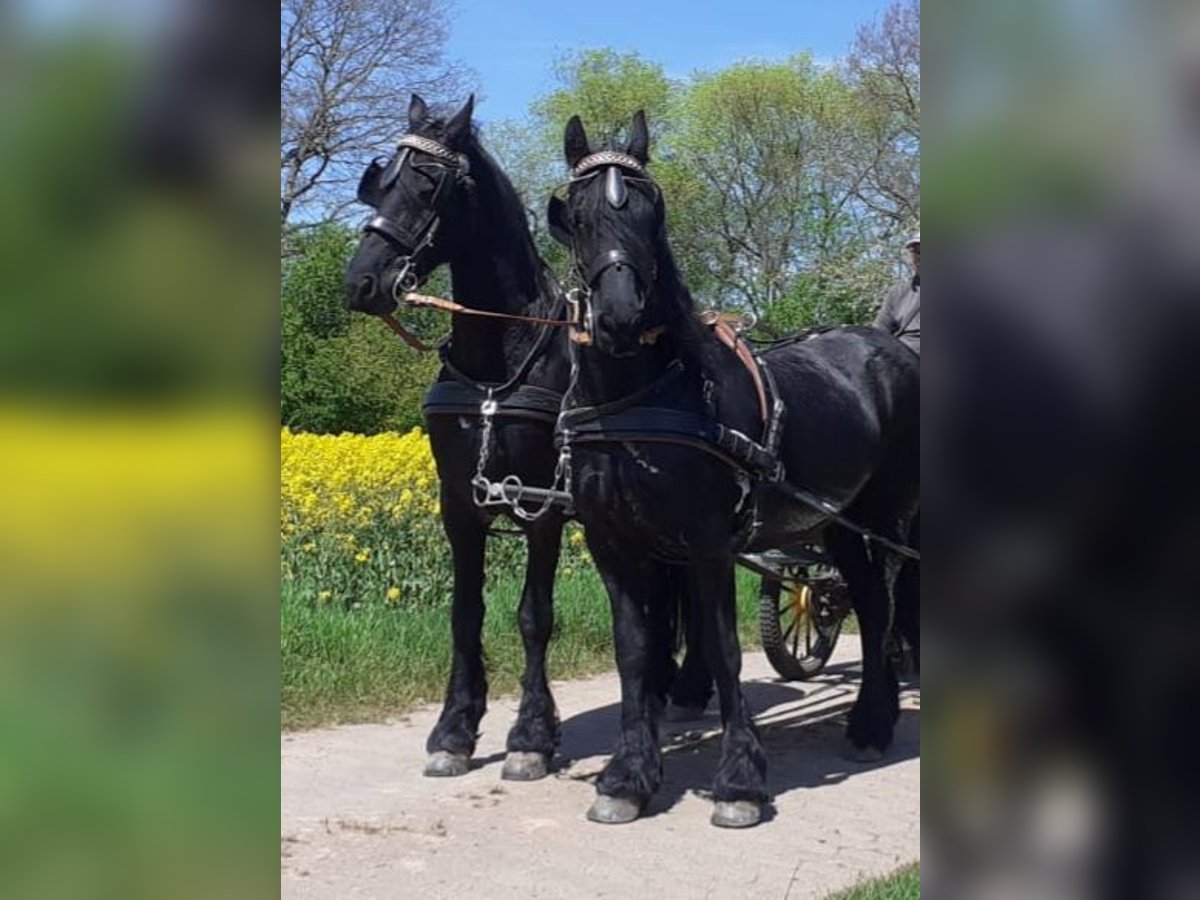 Fries paard Merrie 18 Jaar 160 cm Zwart in Duderstadt