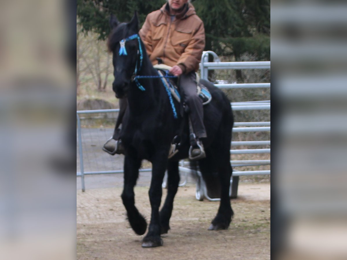 Fries paard Merrie 18 Jaar 162 cm Zwart in Gemmerich