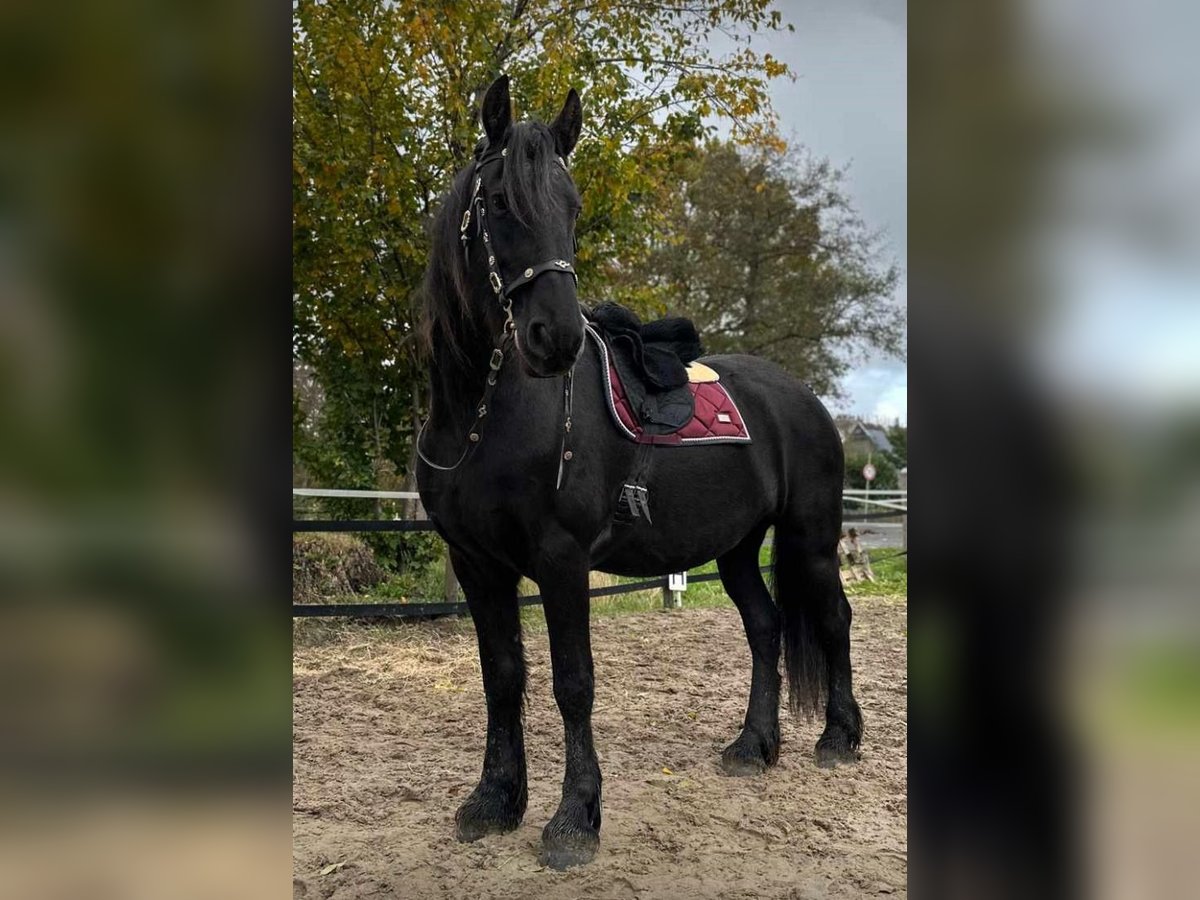 Fries paard Merrie 18 Jaar 168 cm Zwart in Affinghausen