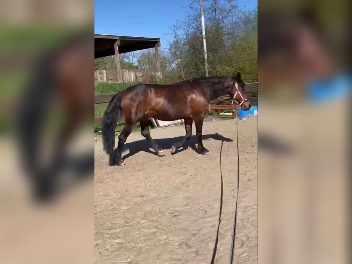 Fries paard Mix Merrie 19 Jaar 165 cm Donkerbruin in Sprockhövel