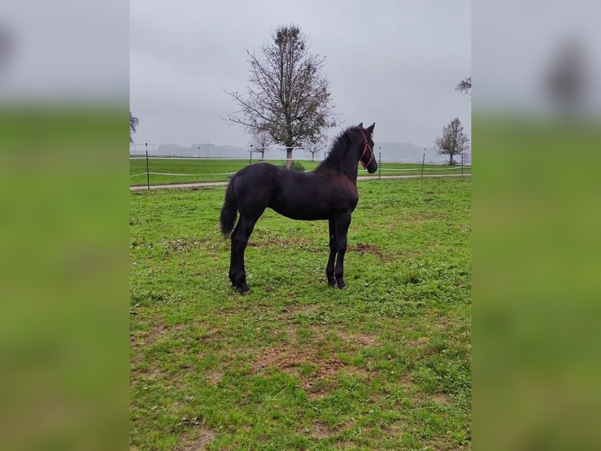 Fries paard Merrie 1 Jaar 120 cm Zwart in Reichersberg