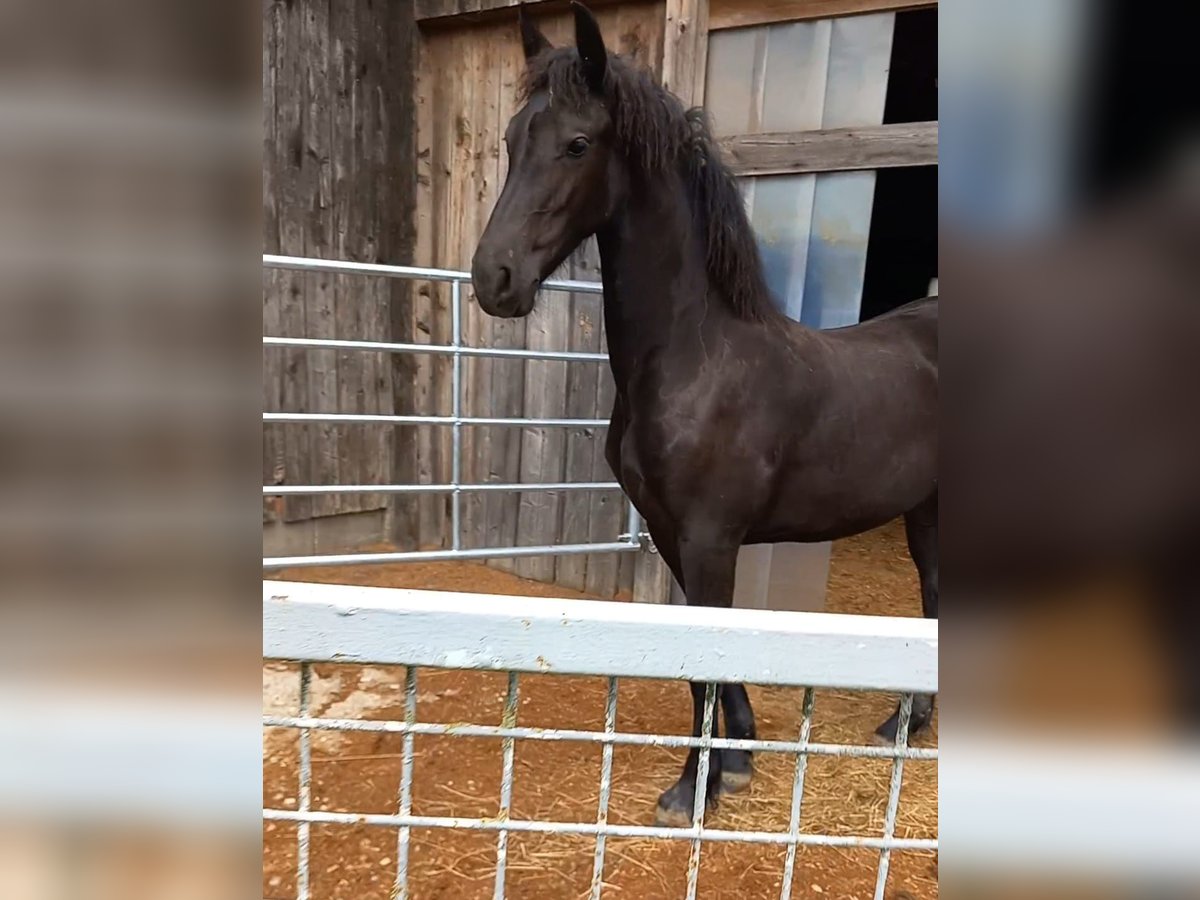 Fries paard Merrie 1 Jaar 150 cm Zwart in Dreihütten