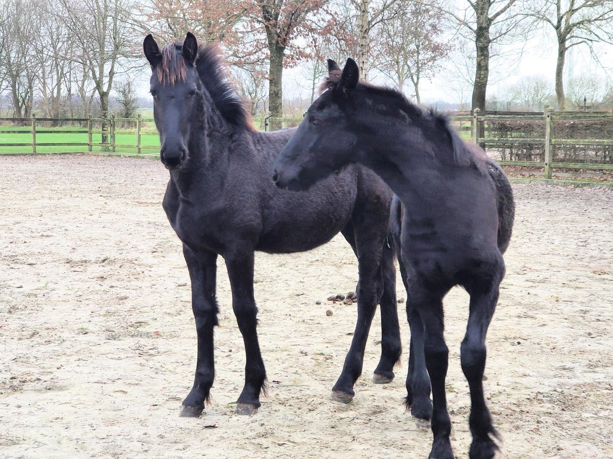 Fries paard Merrie 1 Jaar 162 cm Zwart in Bunde