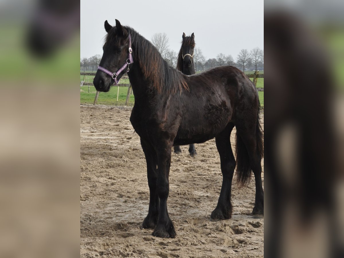 Fries paard Merrie 1 Jaar 163 cm Zwart in Ambt Delden