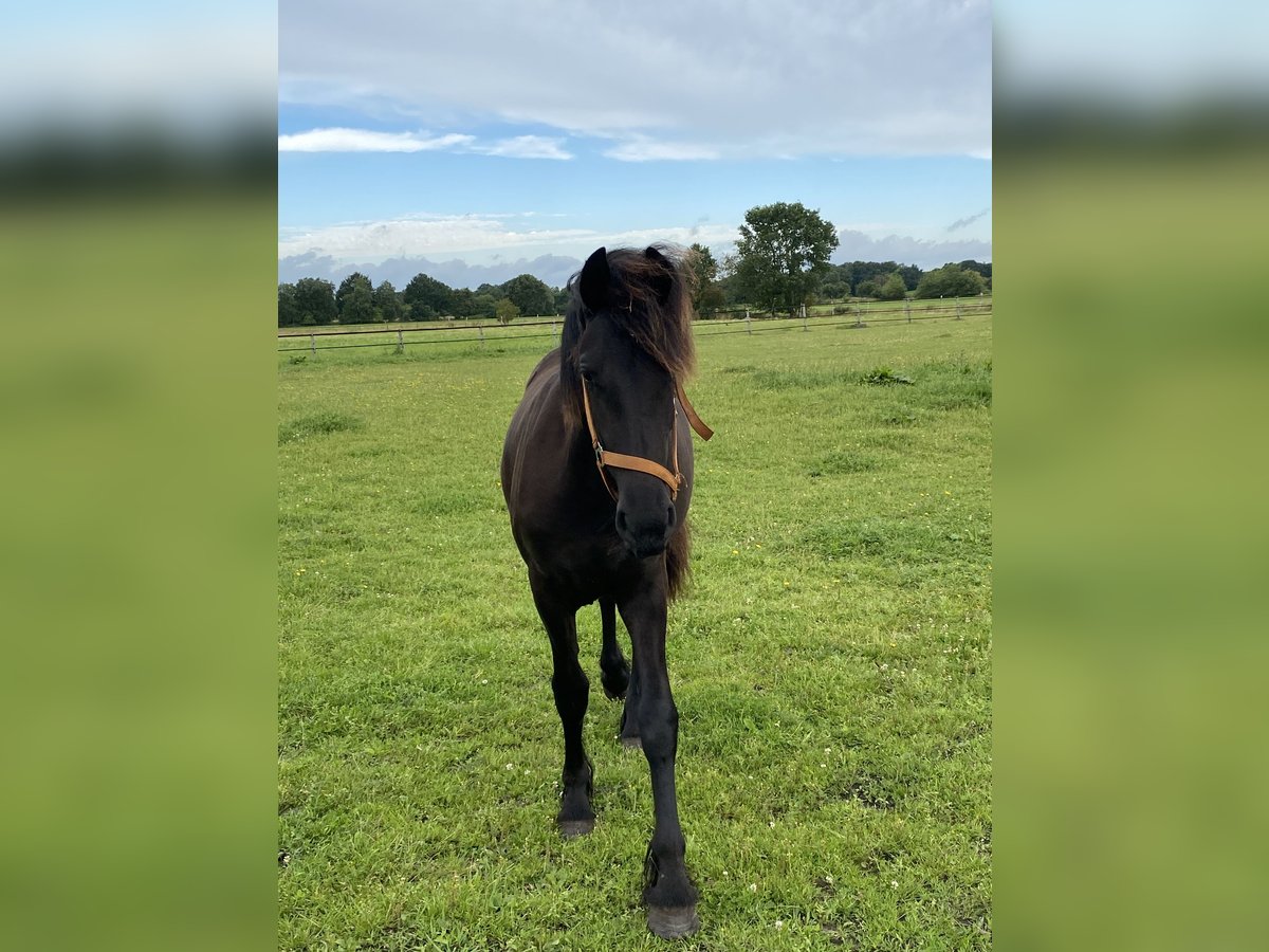 Fries paard Merrie 1 Jaar 165 cm Zwart in Oldenburg