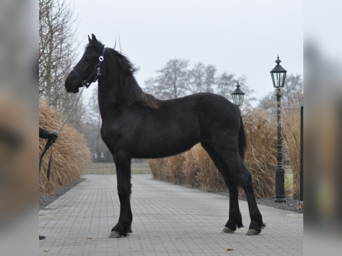 Fries paard Merrie 1 Jaar Zwart in Lunteren