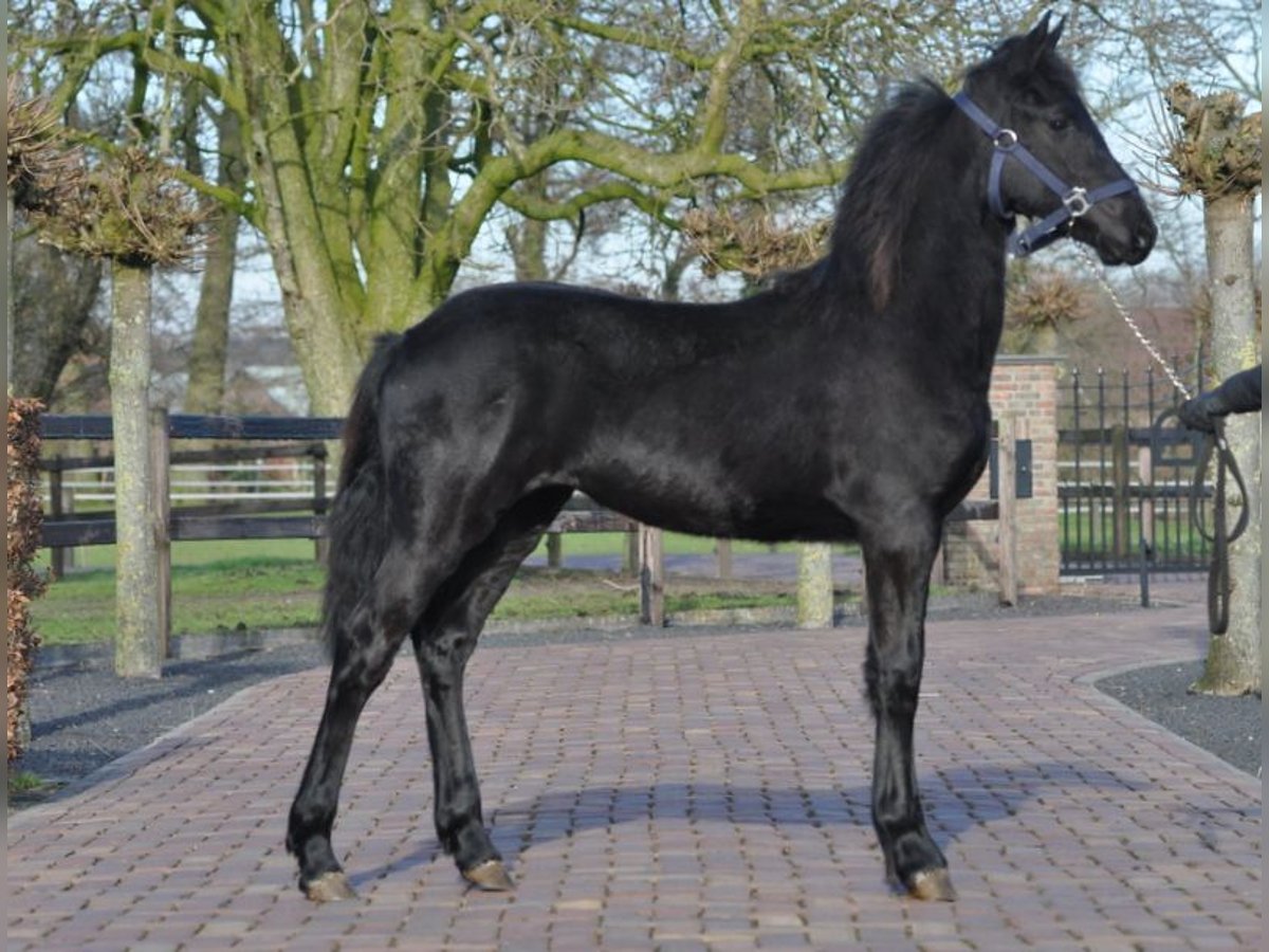 Fries paard Merrie 1 Jaar Zwart in Lunteren