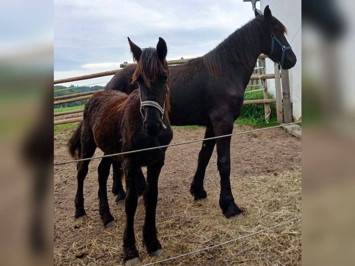 Fries paard Merrie 1 Jaar Zwart in Oberdorfberg