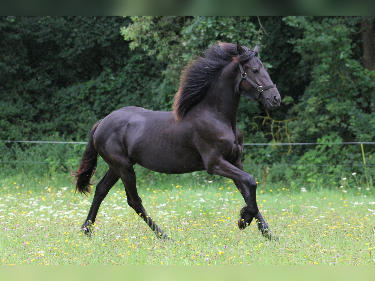 Fries paard Merrie 1 Jaar Zwart in Protivin