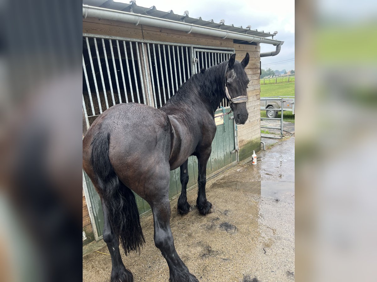 Fries paard Merrie 20 Jaar 163 cm Zwart in Wervik