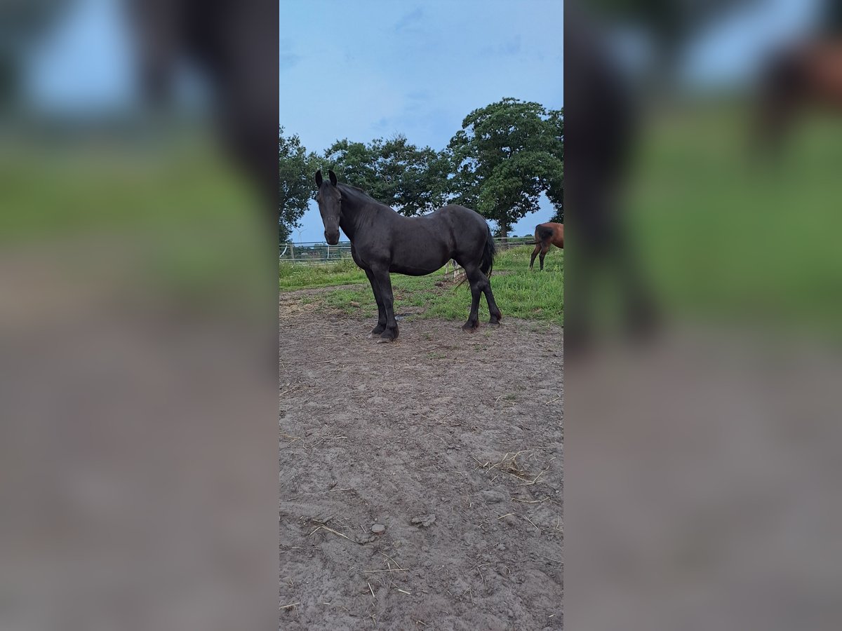 Fries paard Merrie 20 Jaar 164 cm Zwart in Coevorden