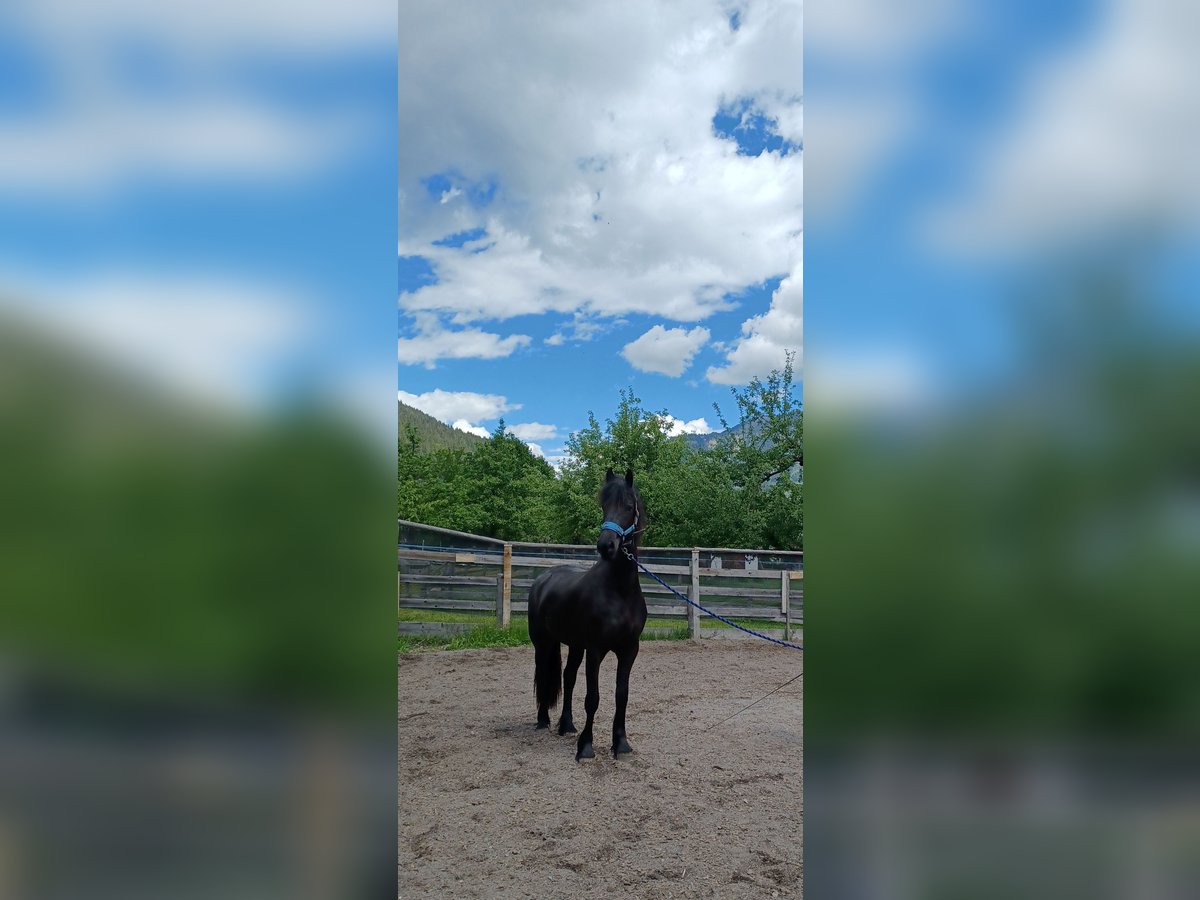 Fries paard Merrie 2 Jaar 156 cm Zwart in Dorfgastein