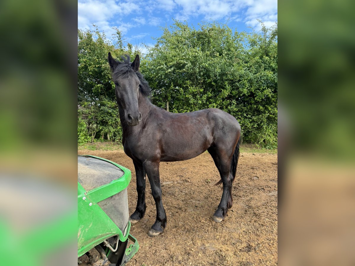 Fries paard Merrie 2 Jaar 157 cm Zwart in Heerlen