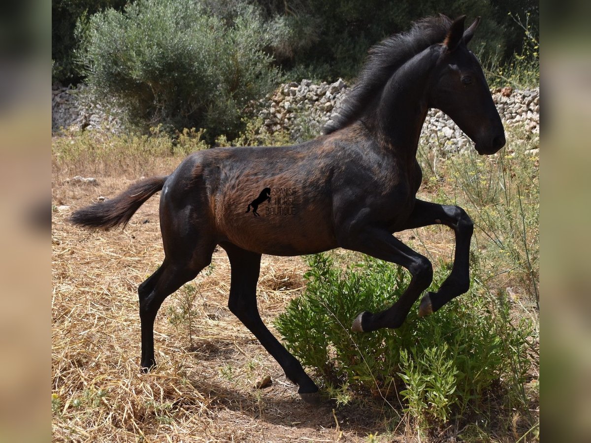 Fries paard Mix Merrie 2 Jaar 160 cm Zwart in Menorca