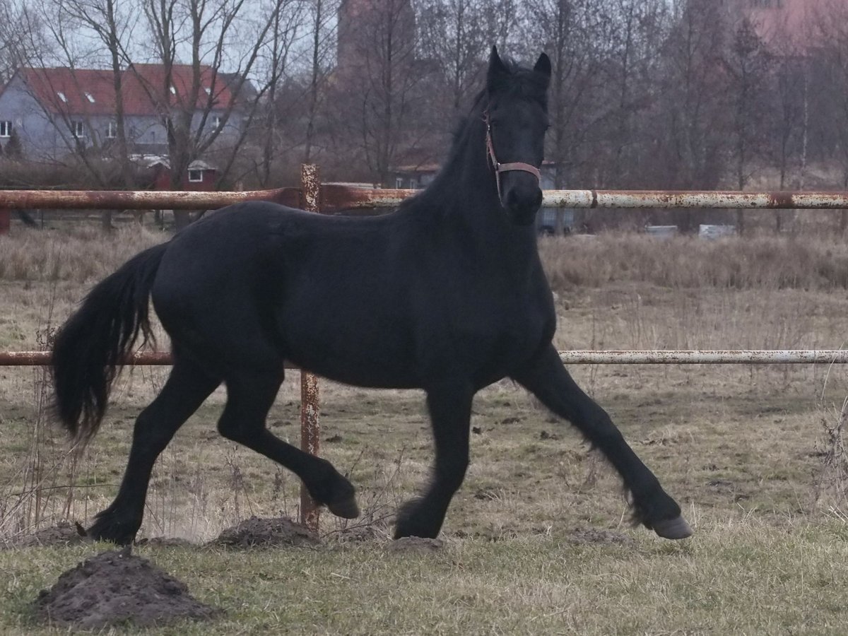 Fries paard Merrie 2 Jaar 160 cm Zwart in Barth