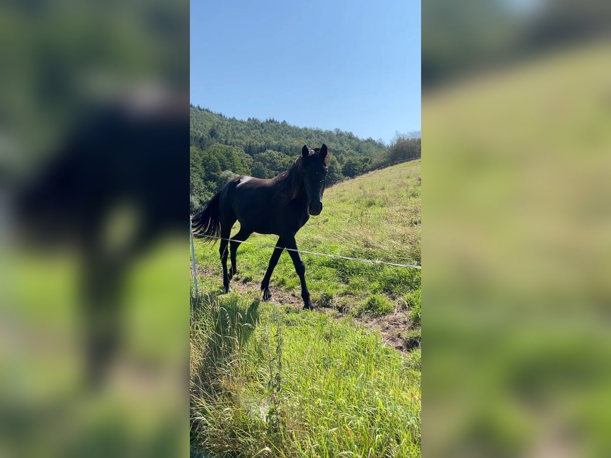 Fries paard Mix Merrie 2 Jaar 162 cm Zwart in Kreimbach-Kaulbach