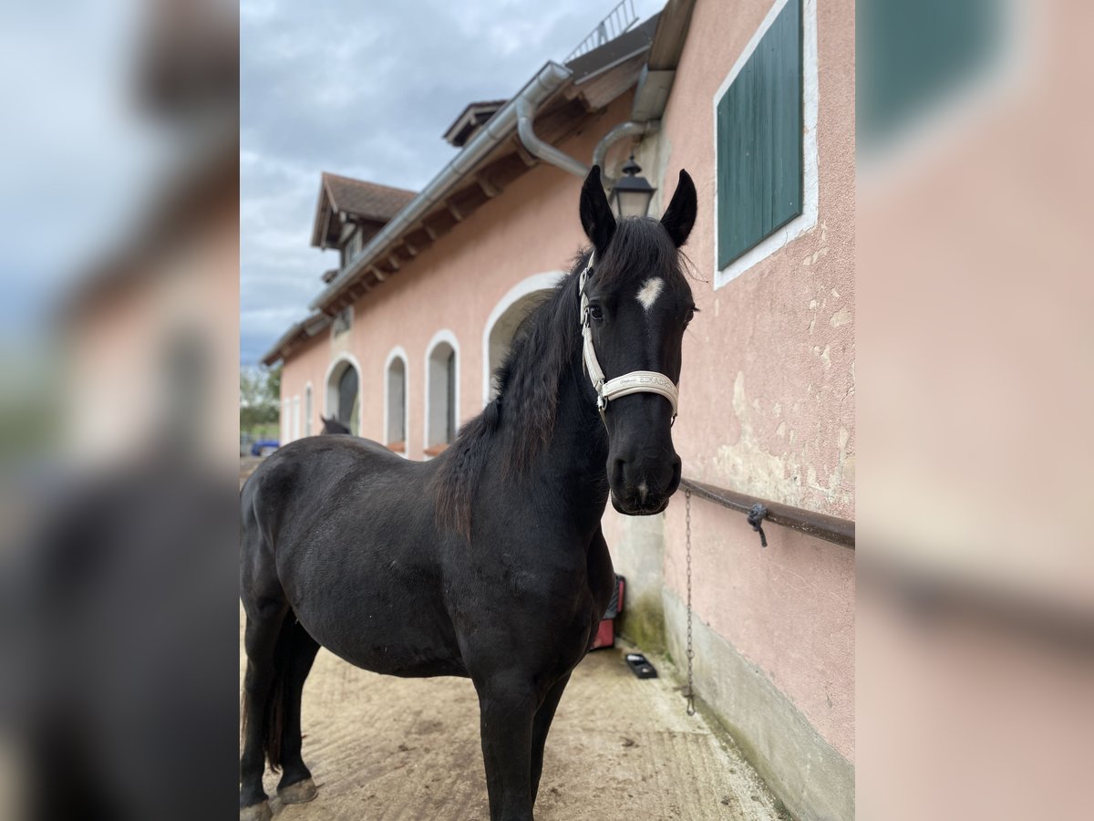 Fries paard Merrie 2 Jaar 163 cm Zwart in Allersberg