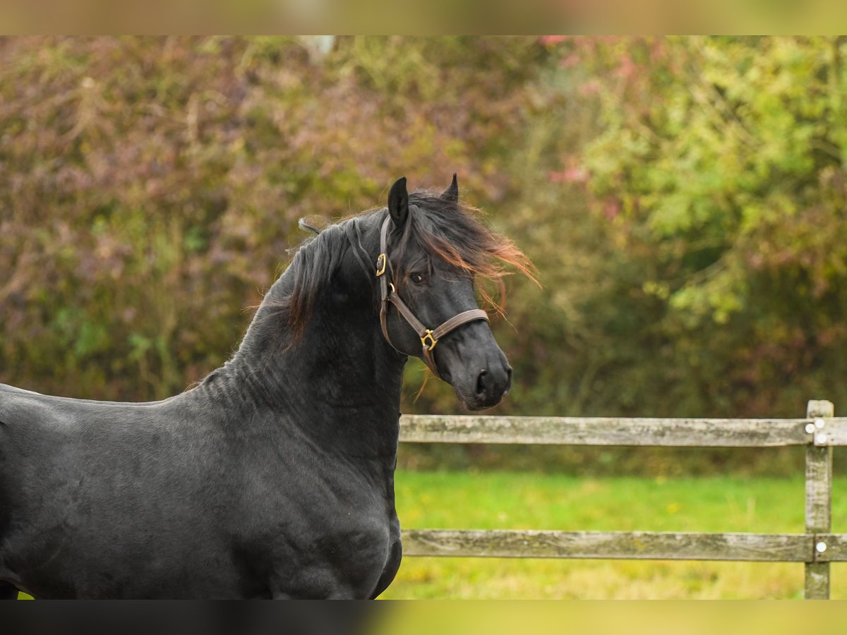 Fries paard Merrie 2 Jaar 165 cm in Drachten