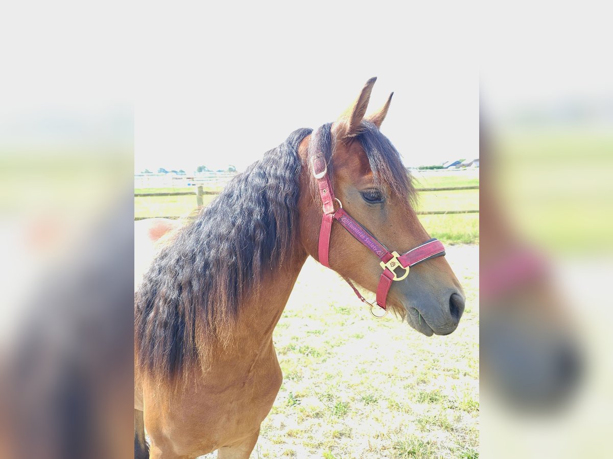 Fries paard Mix Merrie 3 Jaar 143 cm Donkerbruin in Budel