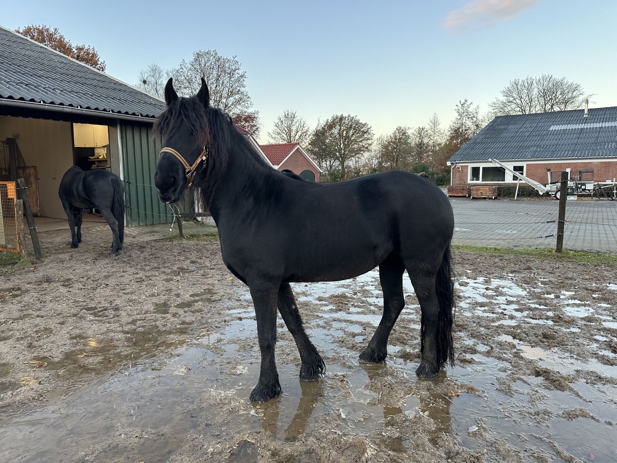 Fries paard Merrie 3 Jaar 150 cm Zwart in Lemelerveld