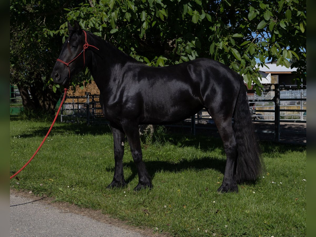 Fries paard Merrie 3 Jaar 155 cm Zwart in Kappelen