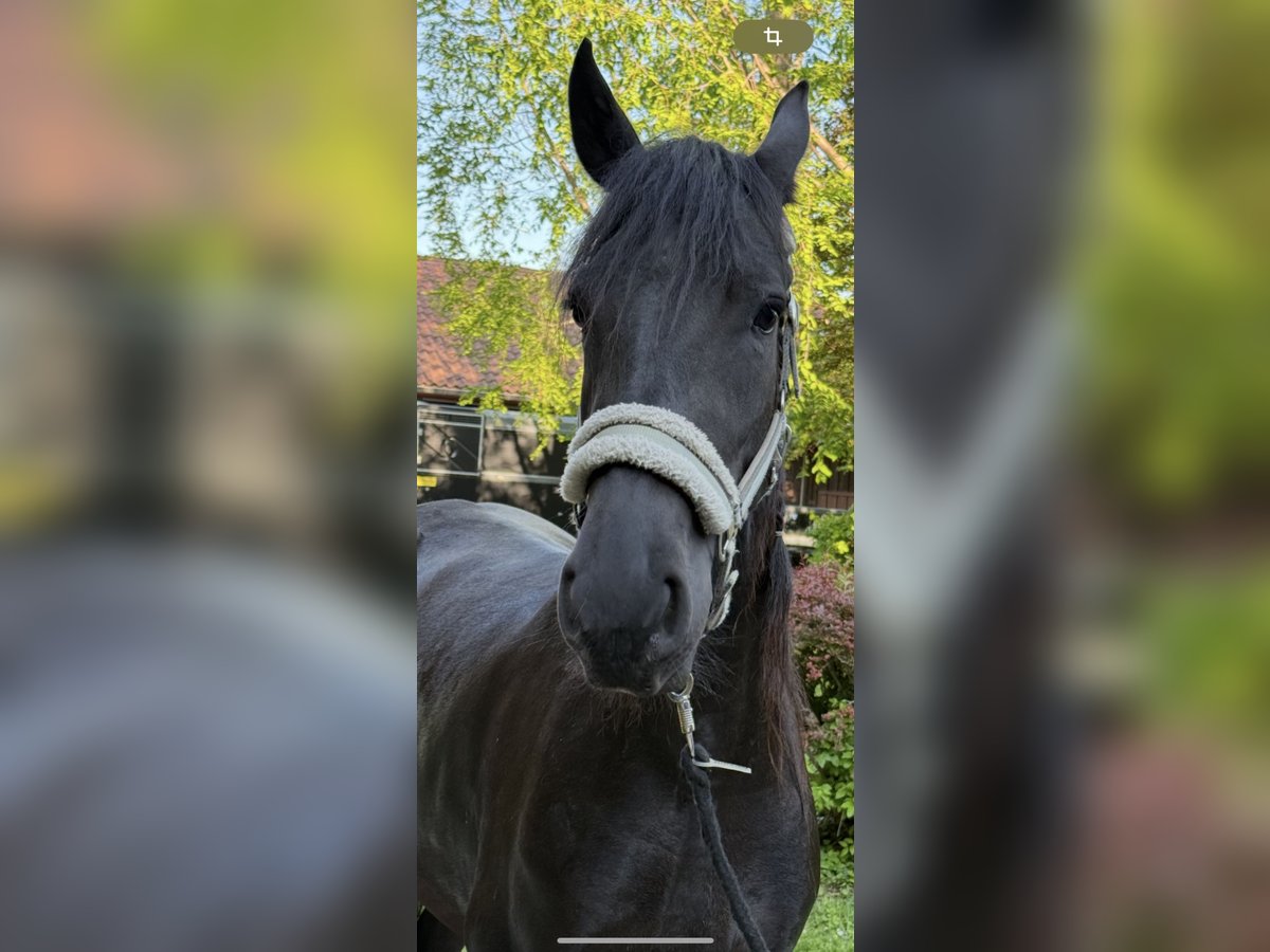 Fries paard Merrie 3 Jaar 158 cm Zwart in Kottingbrunn