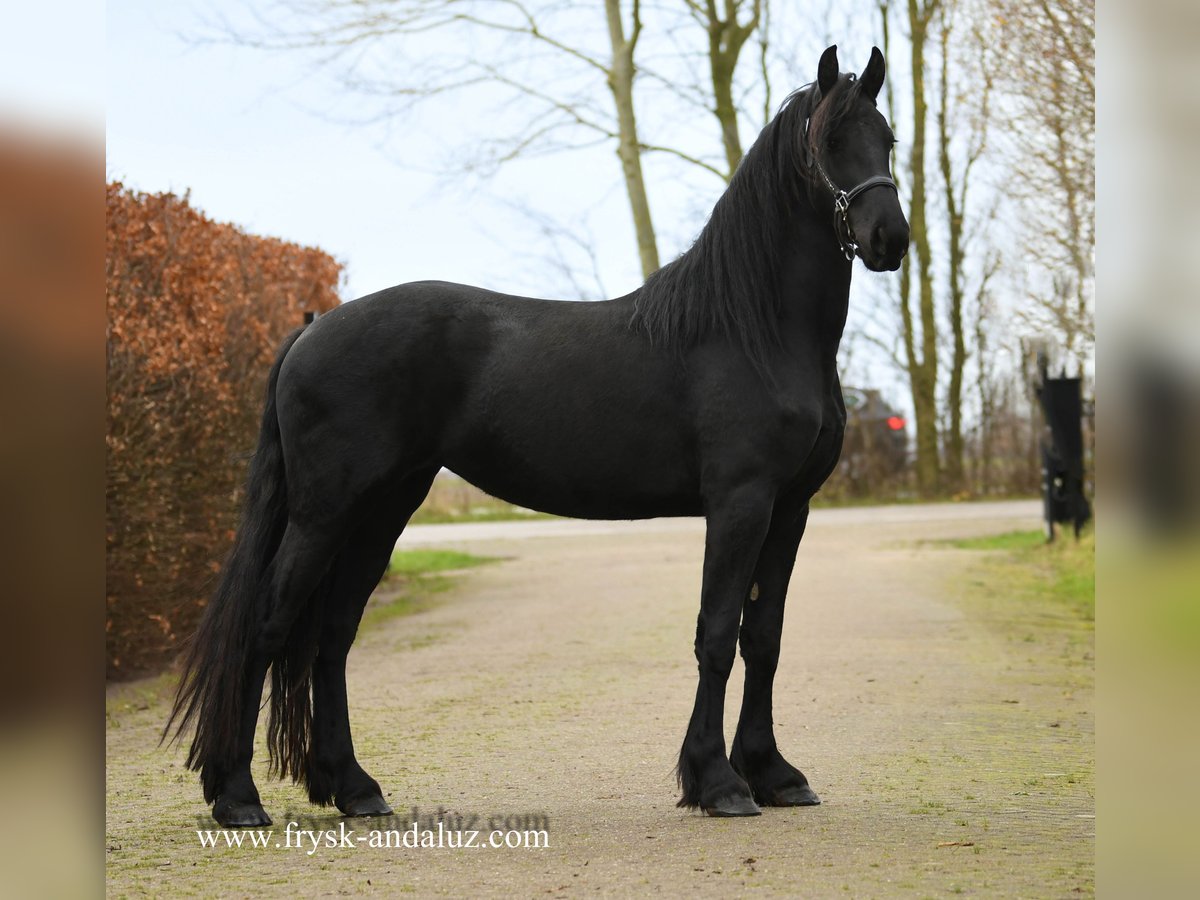 Fries paard Merrie 3 Jaar 160 cm Zwart in Mijnsheerenland