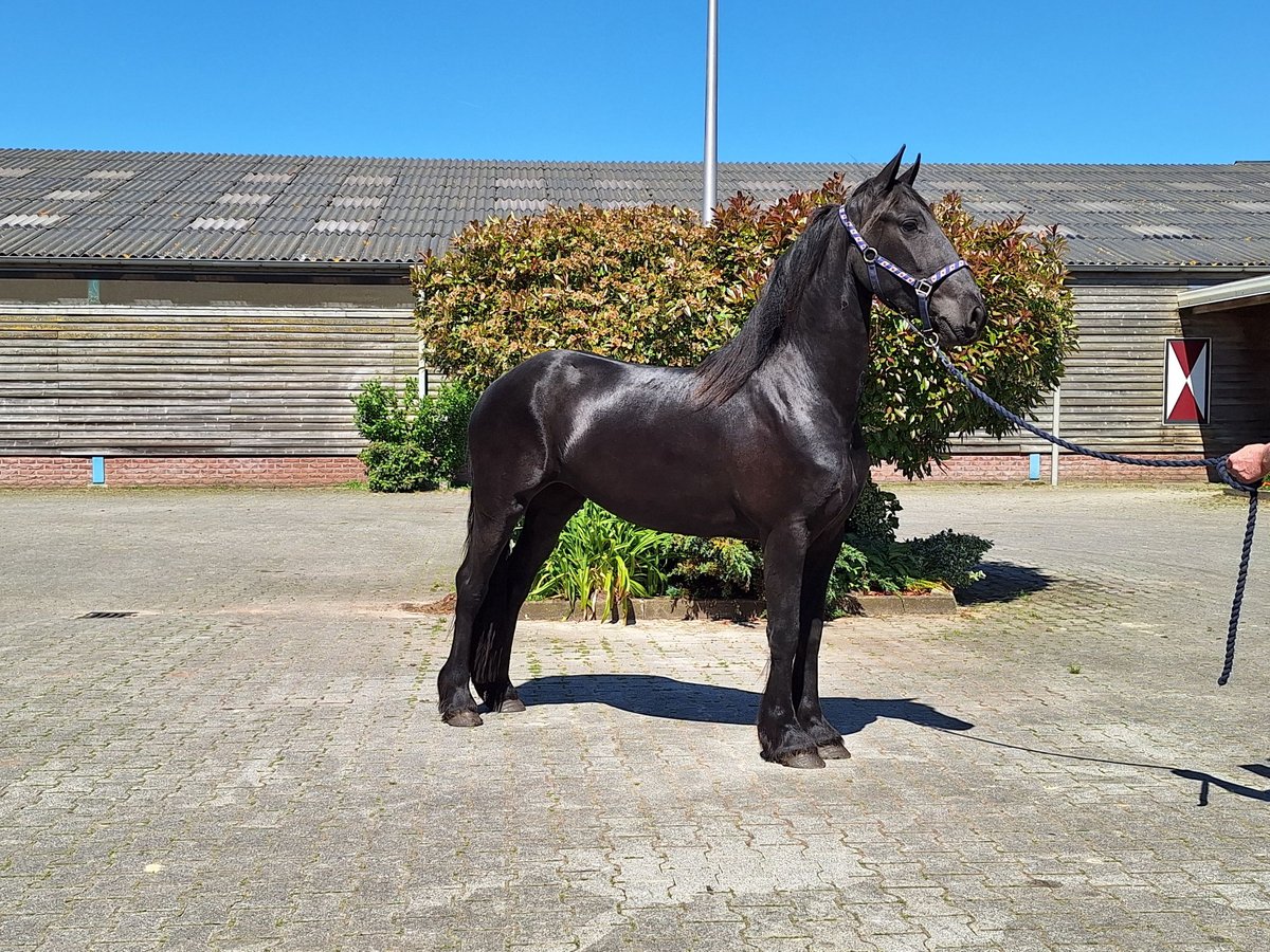 Fries paard Merrie 3 Jaar 160 cm Zwart in Dalen