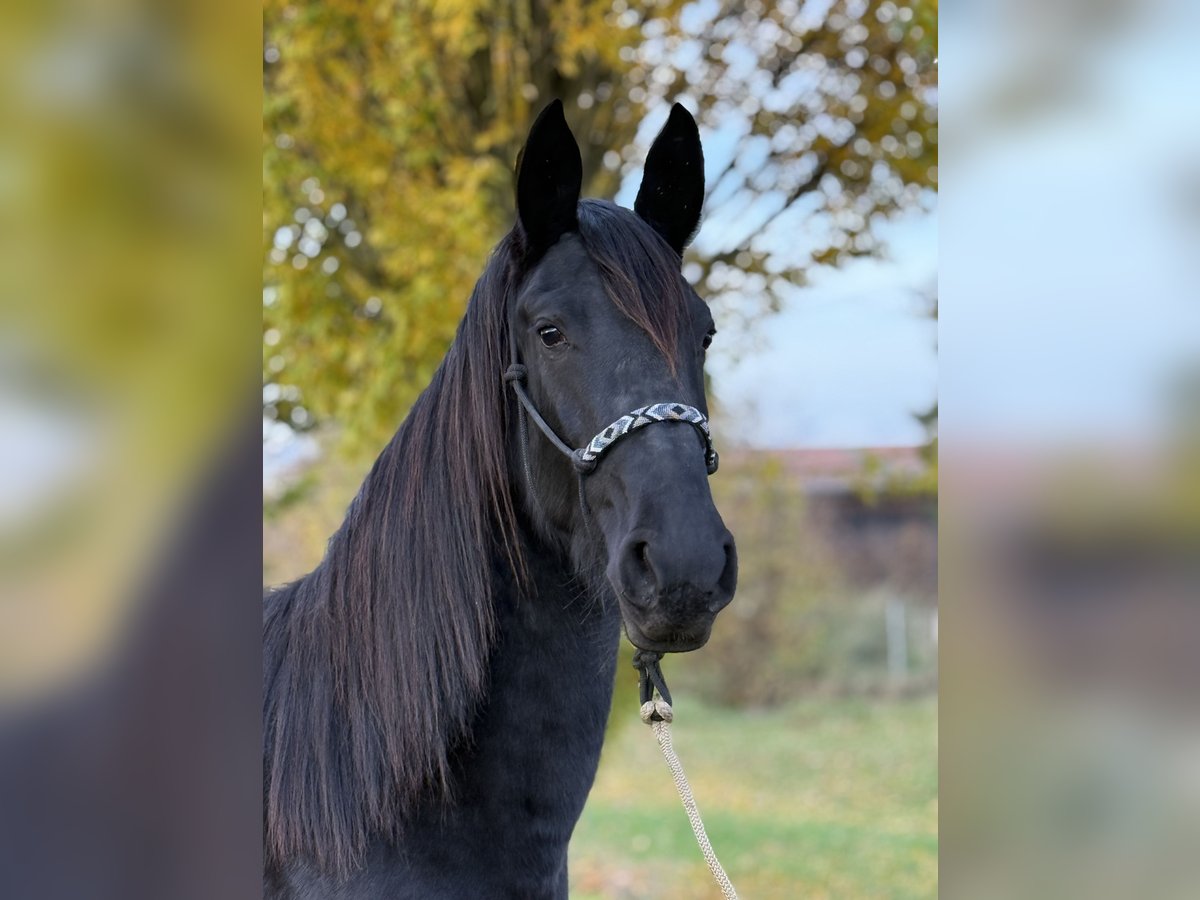 Fries paard Mix Merrie 3 Jaar 160 cm Zwart in Laupheim