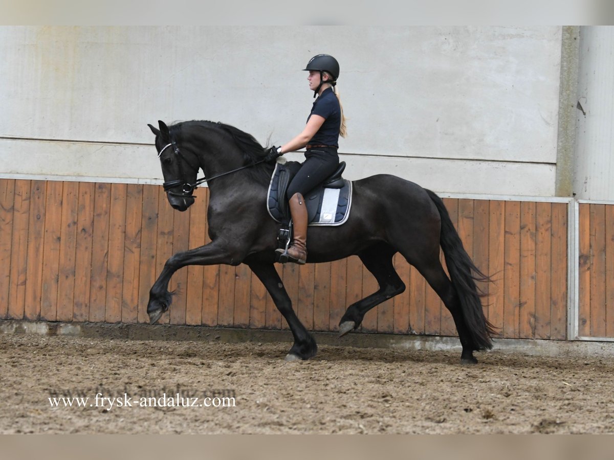 Fries paard Merrie 3 Jaar 162 cm Zwart in Mijnsheerenland