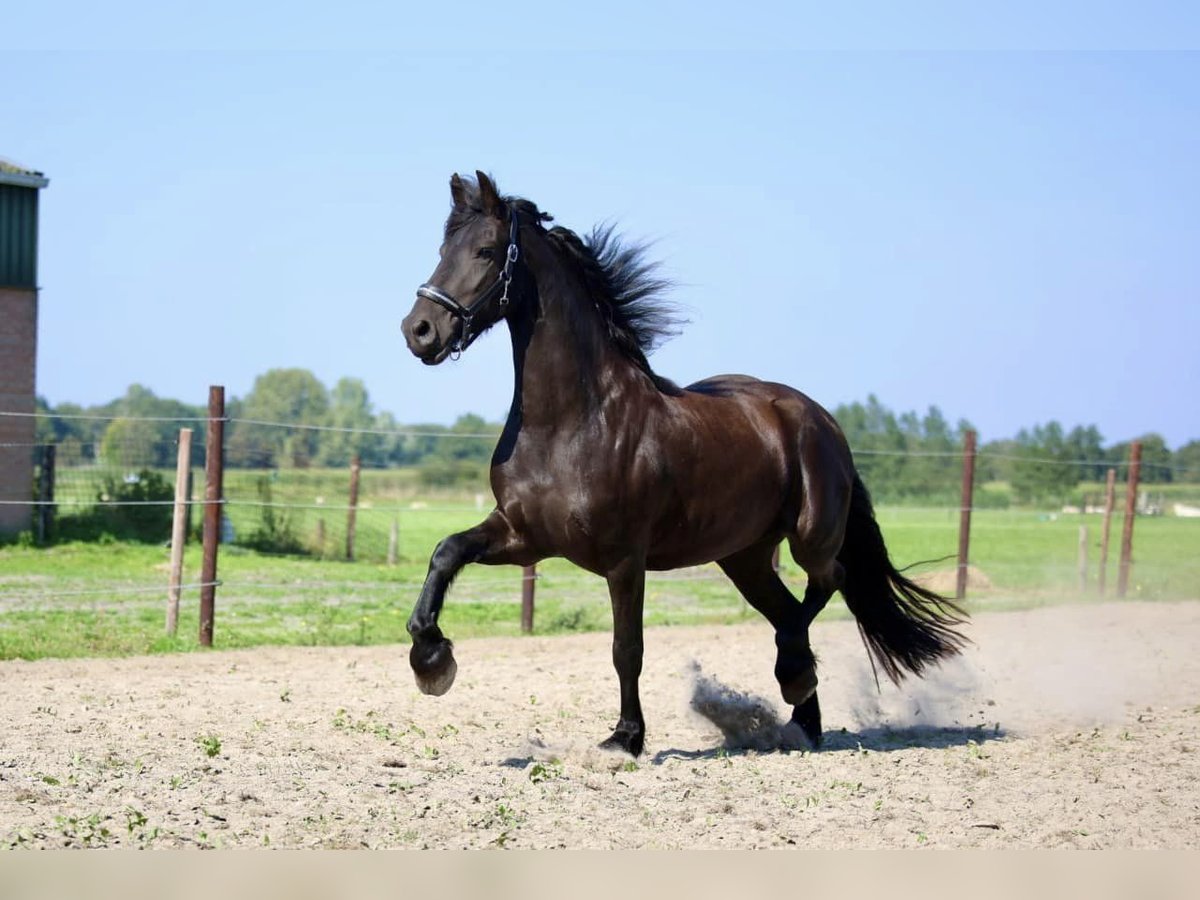 Fries paard Merrie 3 Jaar 163 cm Zwart in Elim