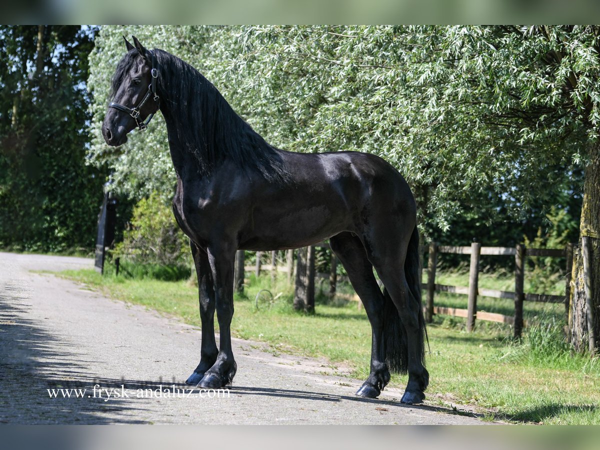 Fries paard Merrie 3 Jaar 165 cm Zwart in Mijnsheerenland