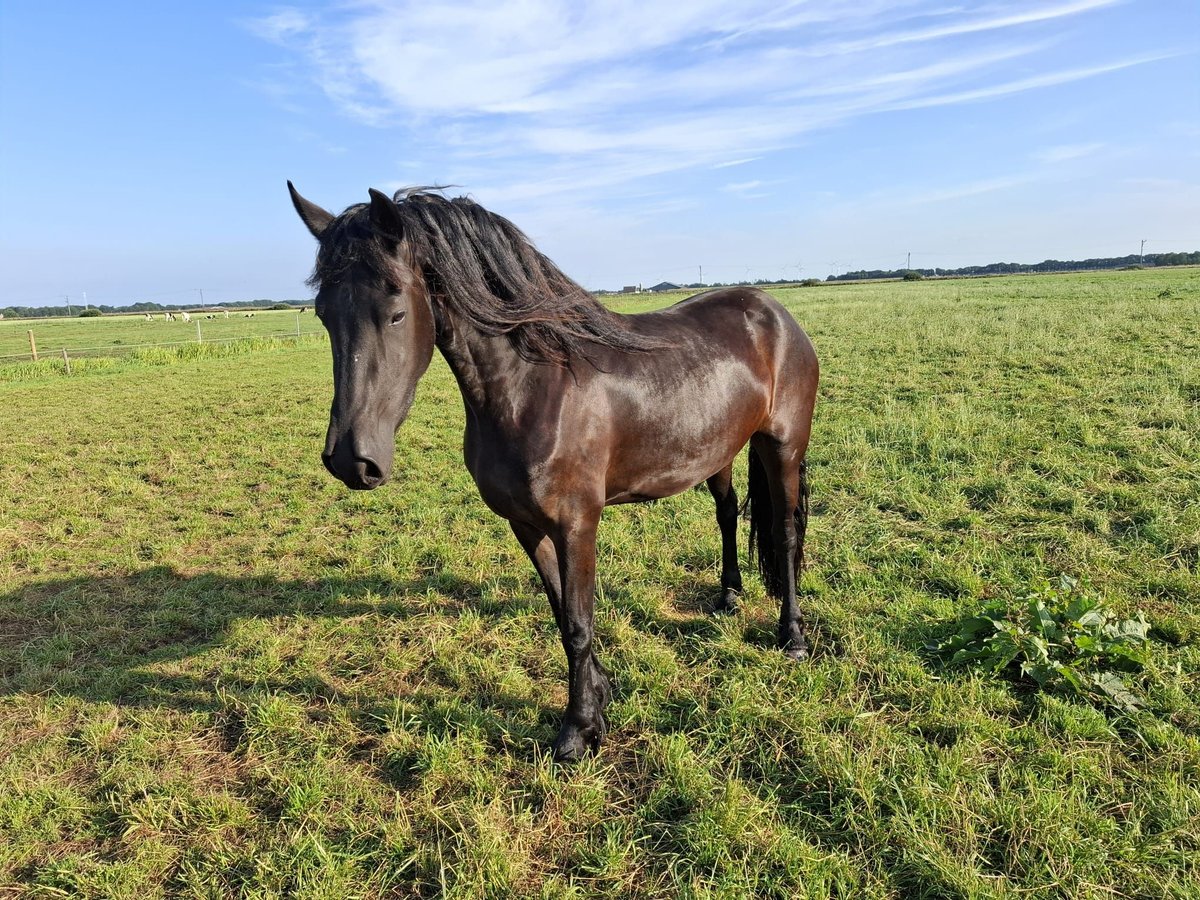 Fries paard Merrie 3 Jaar 167 cm in Dalen